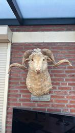 Hele mooie schapen kop, Ophalen, Gebruikt, Boerderijdier, Opgezet dier