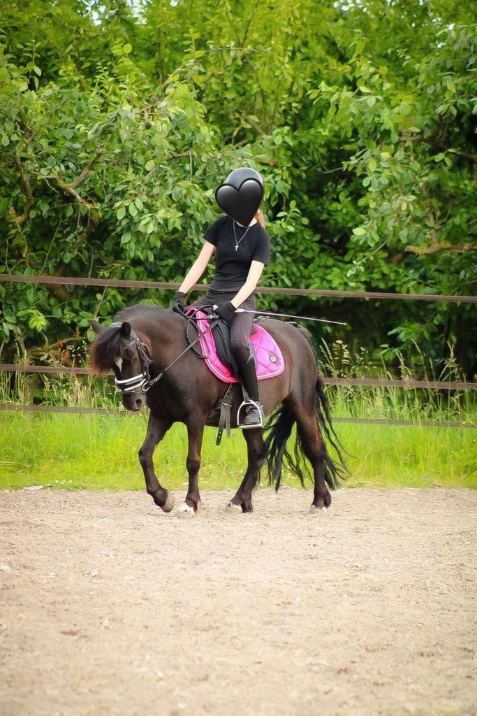 Lieve werkwillige allround pony te koop, Dieren en Toebehoren, Pony's, Merrie, Ingeënt
