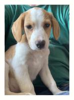 puppy Beagle/Kooiker aangeboden, Rabiës (hondsdolheid), Reu, 8 tot 15 weken, Eén hond