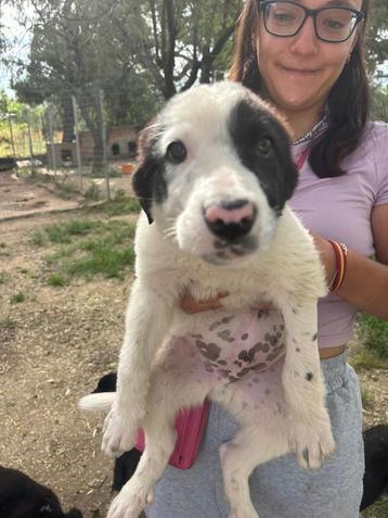 River, trouwe vriend met groot hart zoekt zijn forever home! beschikbaar voor biedingen