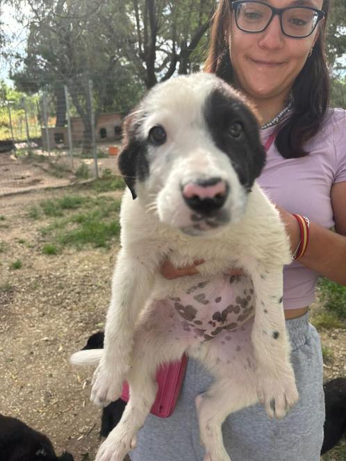 River, trouwe vriend met groot hart zoekt zijn forever home!, Dieren en Toebehoren, Honden | Niet-rashonden, Groot, Reu, Particulier