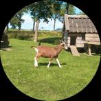 Toggenburger geit lam, Dieren en Toebehoren, Schapen, Geiten en Varkens, Vrouwelijk, Geit, 0 tot 2 jaar