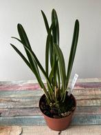 Orchidee Dracula felix, Bloeiende kamerplant, Ophalen of Verzenden, Halfschaduw, Minder dan 100 cm