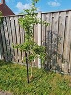 appelboom aangeboden, Overige soorten, Lente, 100 tot 250 cm, Ophalen