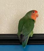 Prachtige Lieve Hand Tamme en Gezonde Agapornis, Dieren en Toebehoren, Meerdere dieren, Dwergpapegaai of Agapornis, Tam