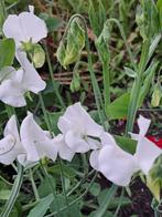 Zaden lathyrus royal bride, Verzenden, Voorjaar, Volle zon, Zaad