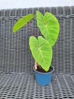 🪴 Colocasia 'Pink China', Winterharde olifantsoor, 12cm pot, Overige soorten, Vaste plant, Ophalen of Verzenden, Bloeit niet