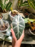 Alocasia Polly blister variegata, Ophalen of Verzenden, Halfschaduw, Minder dan 100 cm