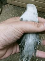 Prachtige brr agapornis fisheri opaline euwing grijs pop, Vrouwelijk, Dwergpapegaai of Agapornis, Geringd