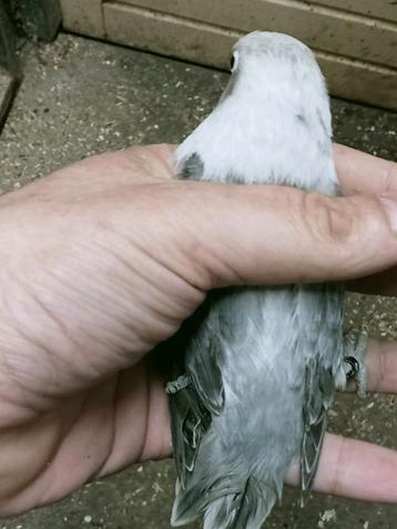 Prachtige brr agapornis fisheri opaline euwing grijs pop  beschikbaar voor biedingen