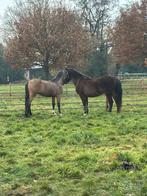 Lieve verzorger gezocht voor 2 gouden pony’s  (niet rijden), Dieren en Toebehoren, Paarden en Pony's | Overige Paardenspullen
