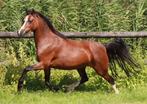 Prachtige extra bewegende bruine Welsh A merrie, Merrie, 3 tot 6 jaar, B pony (1.17m tot 1.27m), Onbeleerd