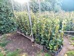 Hedera hibernica klimop, Tuin en Terras, Ophalen, Overige soorten, 100 tot 250 cm