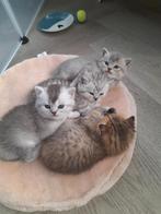 3 brits korthaar kittens zoeken een fijn thuis!, Dieren en Toebehoren, Katten en Kittens | Raskatten | Korthaar, Meerdere dieren