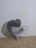 Holle kropper, Dieren en Toebehoren, Vogels | Duiven, Mannelijk