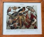 VOGELS, Antiek en Kunst, Ophalen of Verzenden