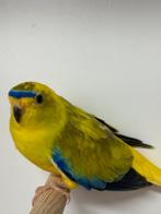 Elegant parkiet, Dieren en Toebehoren, Mannelijk, Parkiet, Geringd