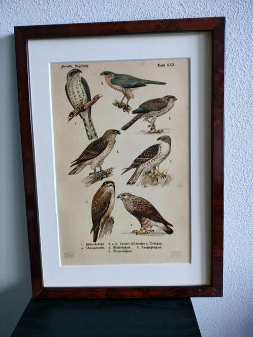 Litho Floericke Vogels Birds Roofvogel Sperwer Buizerd 1922, Antiek en Kunst, Kunst | Litho's en Zeefdrukken, Ophalen of Verzenden