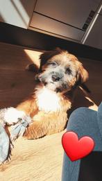 Dekreu Toby - Tibetaanse Terriër x Lhasa Apso, Dieren en Toebehoren, Reu, 1 tot 2 jaar, Eén hond, Rabiës (hondsdolheid)