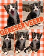 Schattige, lieve kittens zoeken een huisje!, Dieren en Toebehoren, Katten en Kittens | Overige Katten, Kater, Kortharig, 0 tot 2 jaar