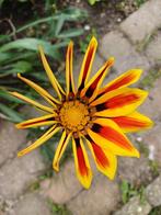 Ganzia Mix, Ophalen of Verzenden, Voorjaar, Volle zon, Zaad