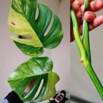 Monstera aurea yellow variegata kopstek, Huis en Inrichting, Kamerplanten, Ophalen, Halfschaduw, Minder dan 100 cm