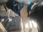 Canicross Neewa trektuig hondentuig, Dieren en Toebehoren, Honden-accessoires, Ophalen of Verzenden, Zo goed als nieuw