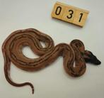 boa imperator Hypo Leopard 66% moonglow leopard man, Slang, 0 tot 2 jaar
