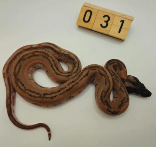boa imperator Hypo Leopard 66% moonglow leopard man, Dieren en Toebehoren, Reptielen en Amfibieën, Slang, 0 tot 2 jaar