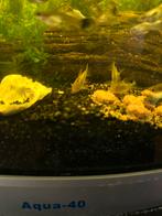 Corydora Goldstripe, Dieren en Toebehoren, Vissen | Aquariumvissen, Vis