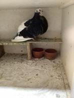 Kras duivin, Dieren en Toebehoren, Vogels | Duiven