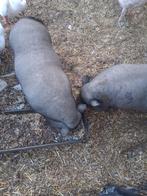 Goed liefdevol huisje gezocht voor kune kune en zwijntjes, Dieren en Toebehoren, Schapen, Geiten en Varkens, Meerdere dieren