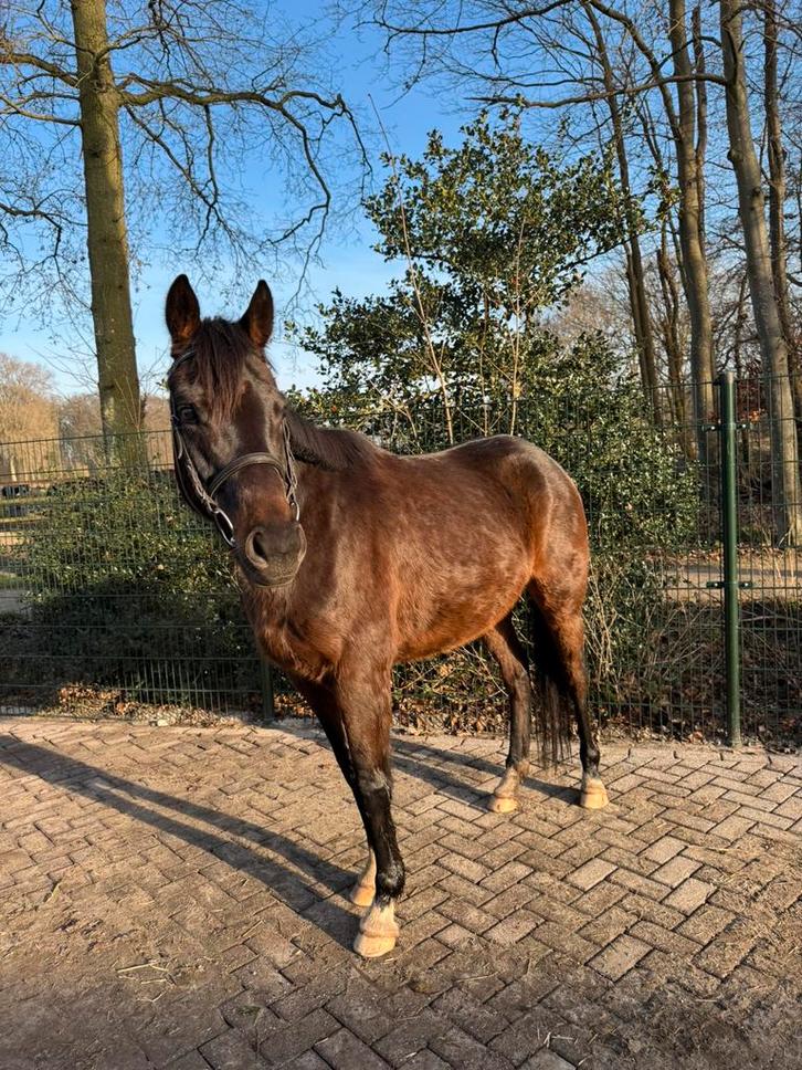 Stoere, brave 5 jarige allrounder, Dieren en Toebehoren, Paarden, Ruin, 160 tot 165 cm, 3 tot 6 jaar, Recreatiepaard