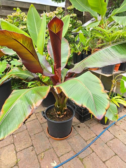 Ensete ventricosum Maurelli Maurelii rode bananen plant, Tuin en Terras, Planten | Tuinplanten, Overige soorten, Volle zon, Zomer