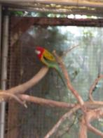 Rosella's, Dieren en Toebehoren, Vogels | Parkieten en Papegaaien, Meerdere dieren, Parkiet, Geringd