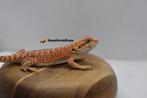 baardagaam Red/orange het hypo het trans vrouw, Dieren en Toebehoren, Reptielen en Amfibieën, Hagedis, 0 tot 2 jaar