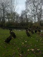 Loopeenden woerden 3 stuks, Dieren en Toebehoren, Pluimvee, Mannelijk, Eend