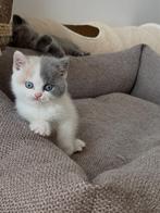 Britse korthaar Calico blue eyes-gen, Dieren en Toebehoren, Katten en Kittens | Raskatten | Korthaar, Poes, Gechipt, 0 tot 2 jaar
