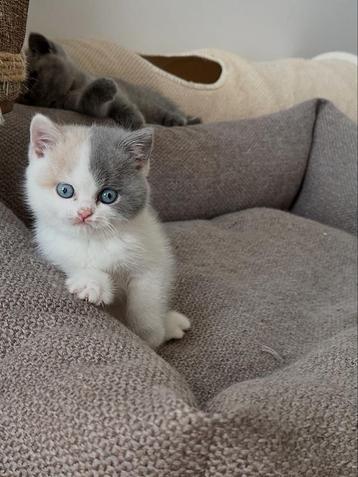Britse korthaar Calico blue eyes-gen beschikbaar voor biedingen
