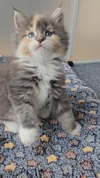 3 Maine Coon Kittens (6 weken) Zoeken een Liefdevolle huisje, Dieren en Toebehoren, Katten en Kittens | Raskatten | Langhaar, Meerdere dieren