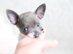 ❤️ Bijzondere MINI chihuahua puppy mag nestje verlaten ❤️, Dieren en Toebehoren, Rabiës (hondsdolheid), Reu, 8 tot 15 weken, Eén hond