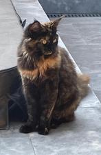 Mooie Maine coon tortie poes met stamboom, Poes