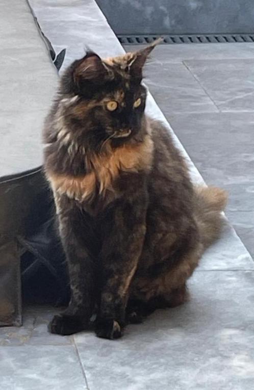 Mooie Maine coon tortie poes met stamboom, Dieren en Toebehoren, Katten en Kittens | Raskatten | Langhaar, Poes