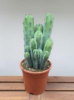 Cereus Myrtillocactus geometrizans | Ø17cm H42cm, Cactus, Minder dan 100 cm, Ophalen of Verzenden