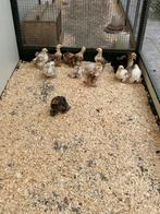 Cochin kuikens, Dieren en Toebehoren, Pluimvee, Geslacht onbekend, Kip
