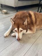 Dirk en Guus, Dieren en Toebehoren, 6 jaar of ouder, Reu, Rabiës (hondsdolheid), Poolhond