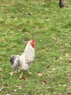 Cream legbar haan, Dieren en Toebehoren, Pluimvee, Mannelijk, Kip