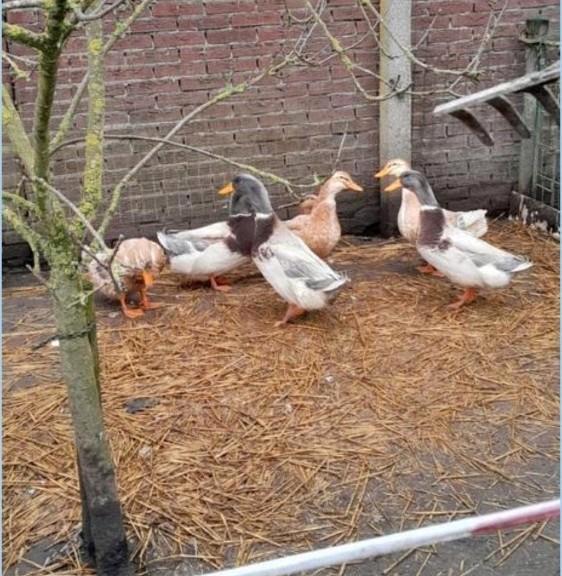 Fantastische koppels - trio's Saksen eenden Saksische eenden, Dieren en Toebehoren, Pluimvee, Eend, Meerdere dieren