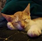 Kitten 8mnd rood/wit, Dieren en Toebehoren, Katten en Kittens | Overige Katten, Kater, Kortharig, 0 tot 2 jaar