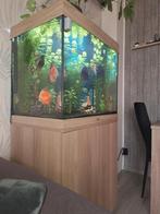 Aquarium  met discus vissen te koop, Dieren en Toebehoren, Vis